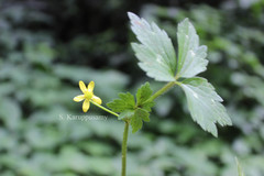 Ranunculus wallichianus